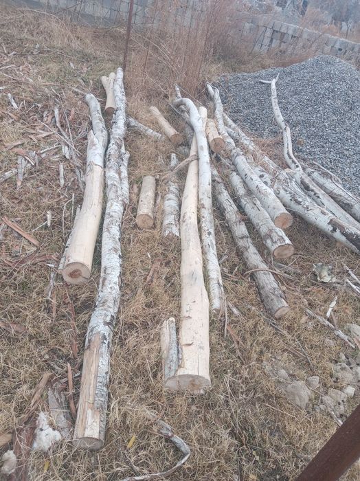 Terak sotiladi o'tin qilsa ham bo'ladi