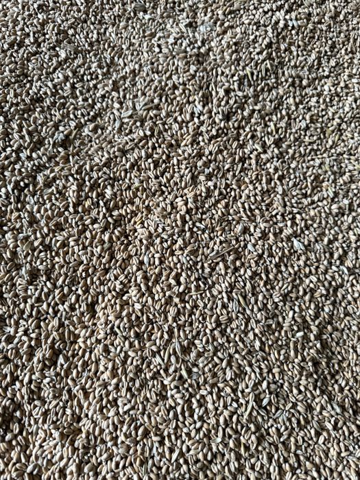 Vand grau de panificatie