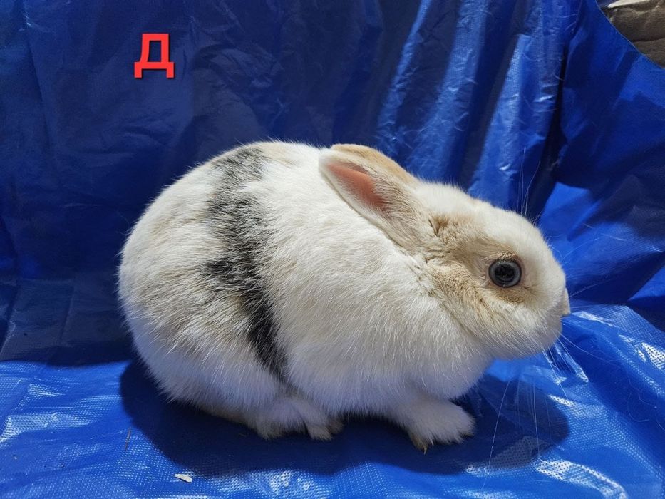 Отдам декоративных кроликов