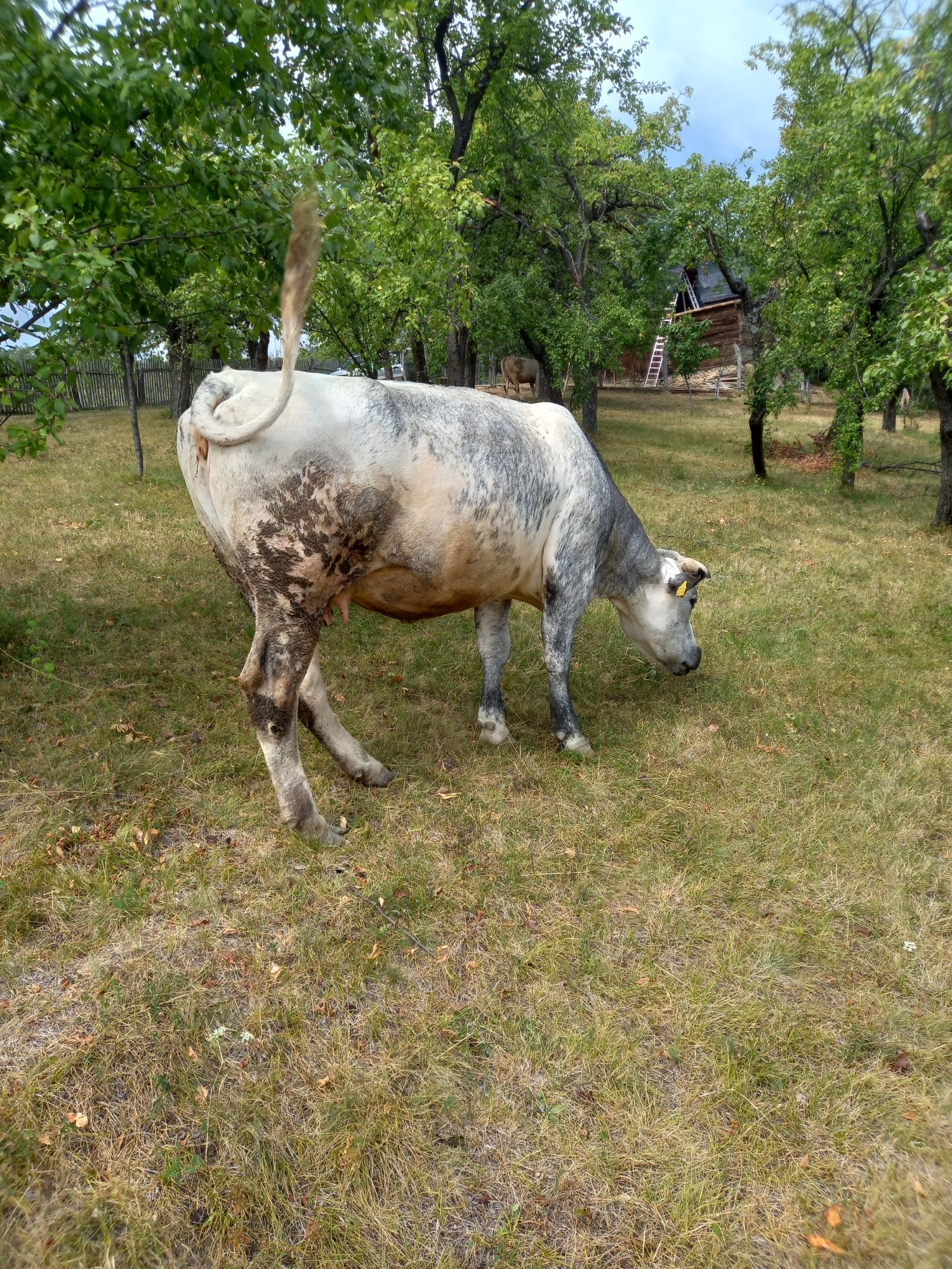 Vaca belgiana 4 ani