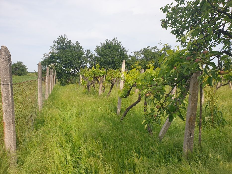 Продава се Парцел в с. Дълбок извор, Област Пловдив - 800 кв.м за 14 €/кв.м - Снимка #5