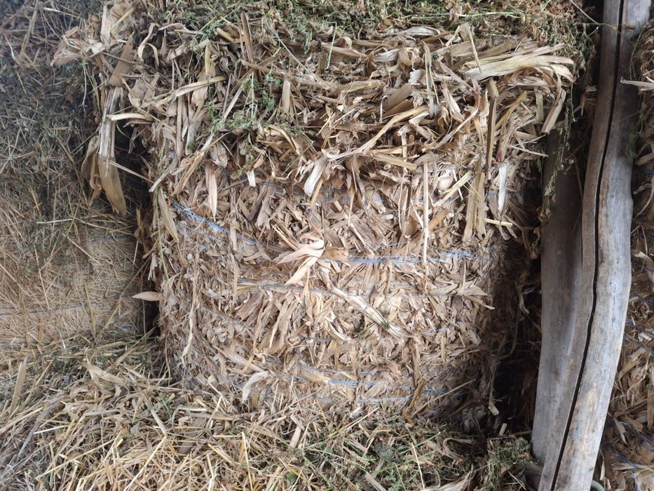 Baloți de tulei de vânzare