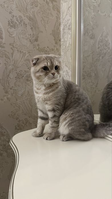 Шотладский кот для вязки