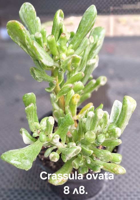 Предлагам стайни растения