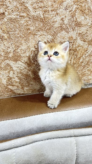 Продаются британские котята