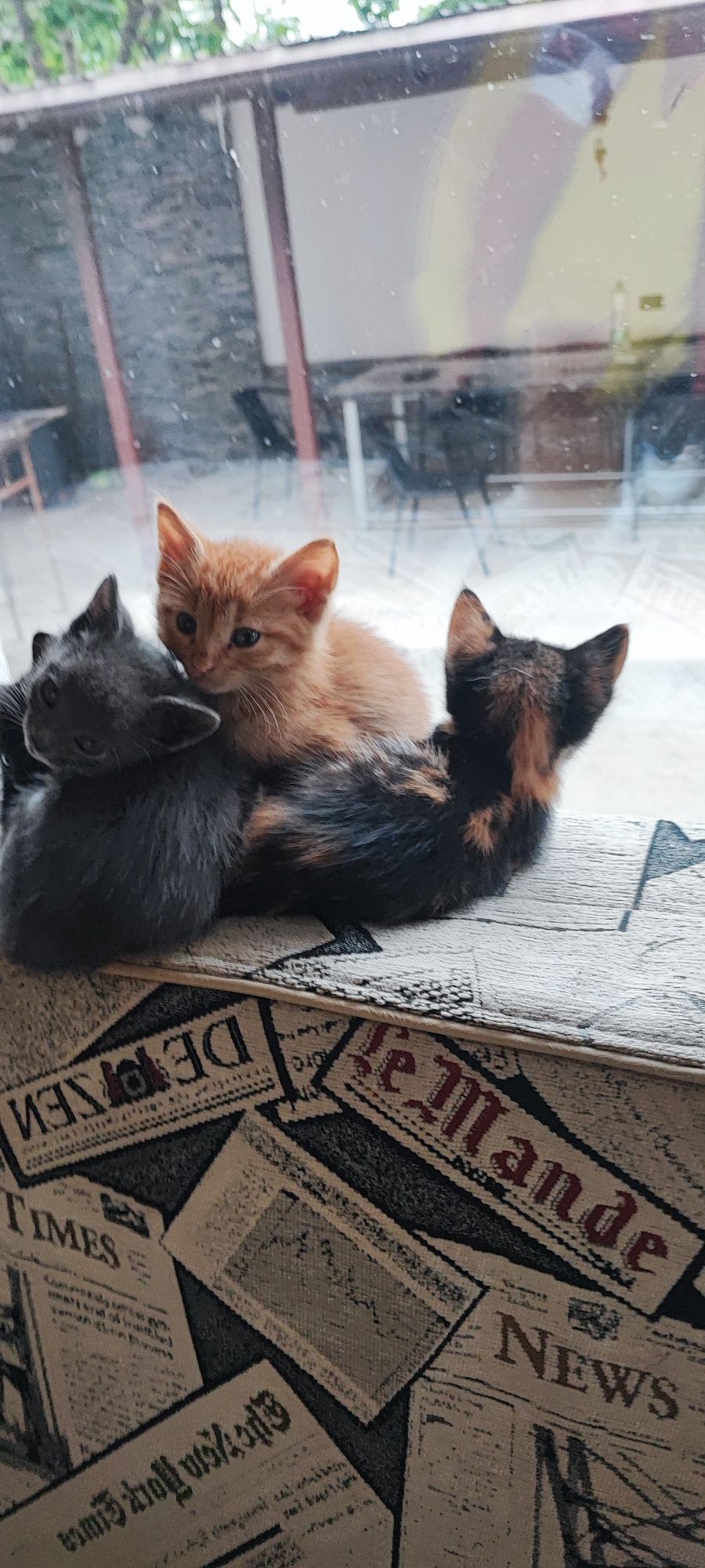 Ofer spre adopție