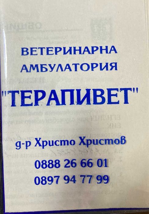кученце,австралийска овчарка,мъжкар,на 4 месеца, ваксини,паспорт и чип