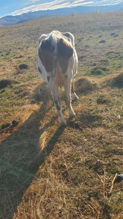 Vand vaca red holstein de 5 ani