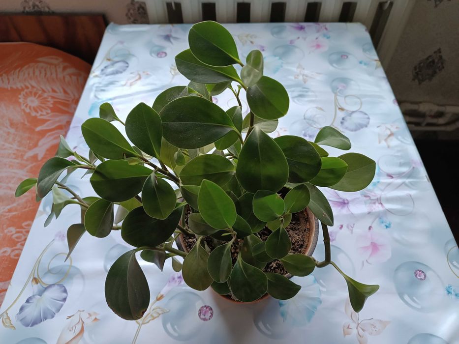 Пеперомия комнатное растение