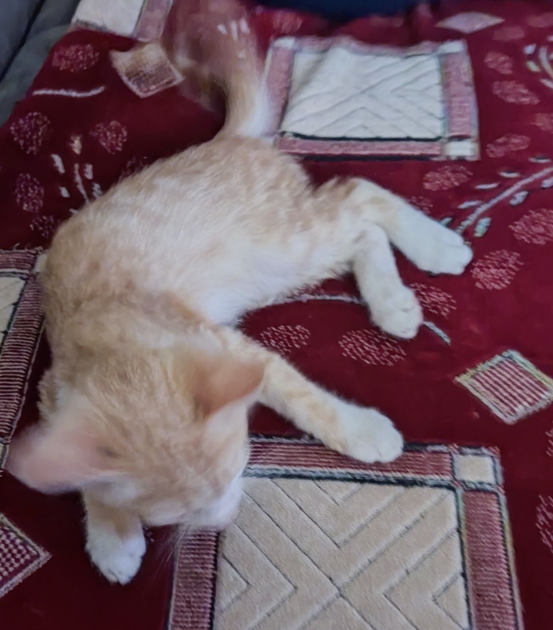 Отдам бесплатно   котенка мальчика