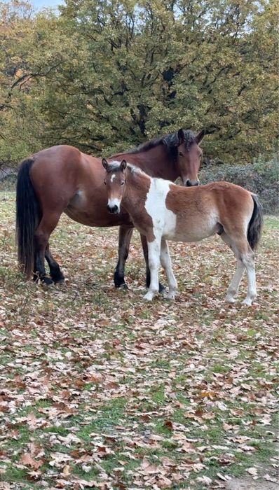 Iapa cu mânz de vanzare