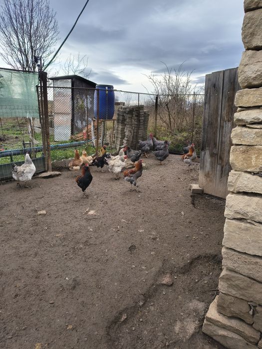 Cocosi aruncana vând sau schimb pe femele aruncana