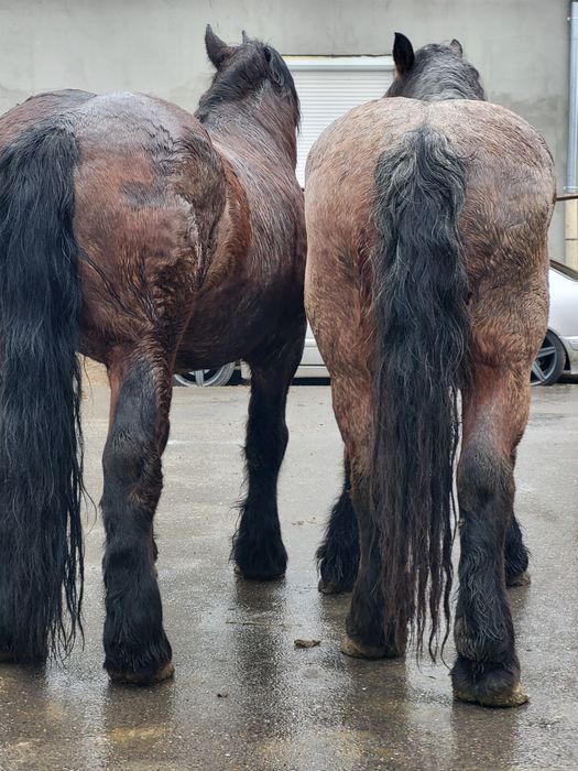 Iapa si cal de vanzare pereche