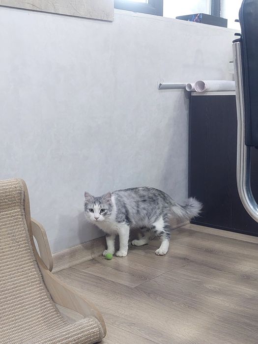 Котенок мальчик кастрированный  Ташкент