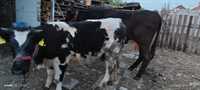 Vaca și vițea preț viteauă de un an 45milioane vacă 60 milioane