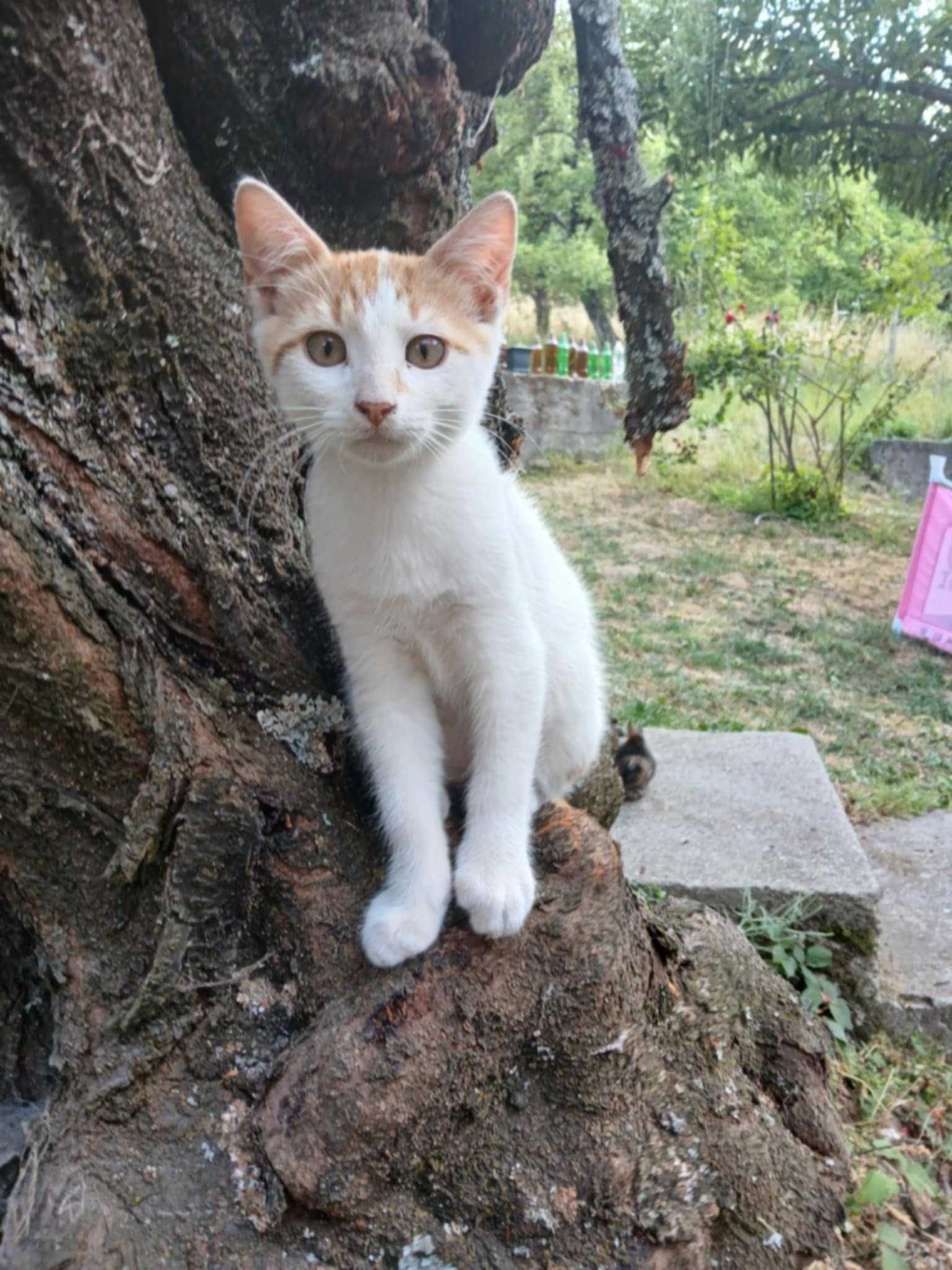 4 котета спешно търсят дом