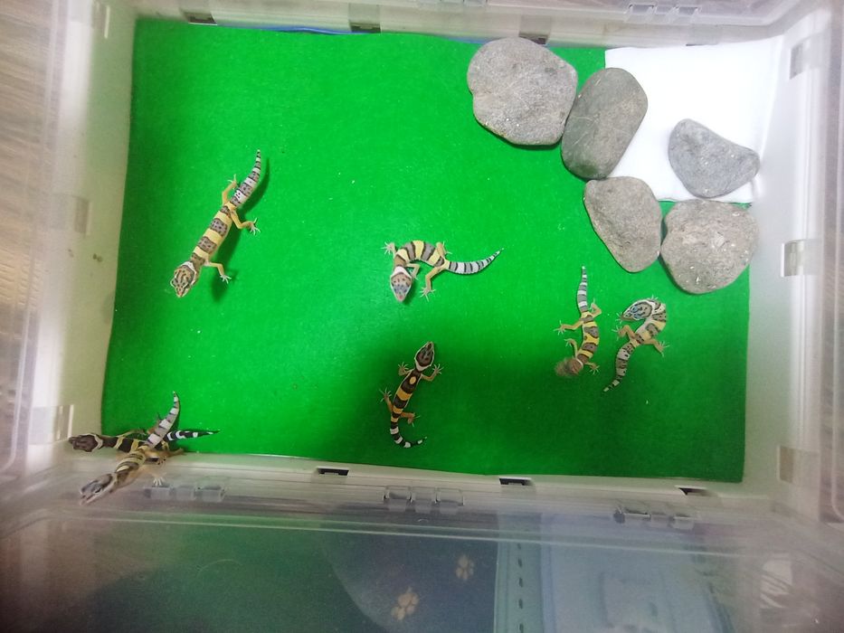 Молодые эублефары