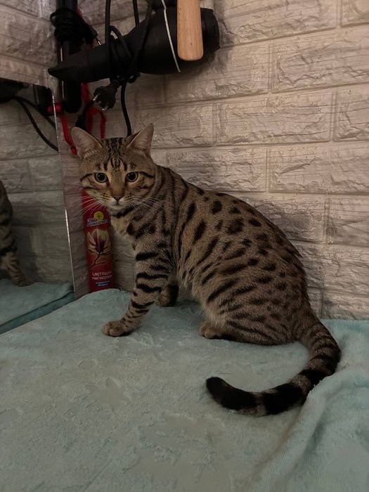 Продаётся Бенгальский кот