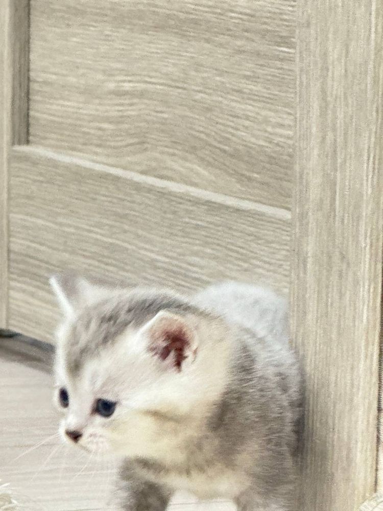Mushuk sotiladii