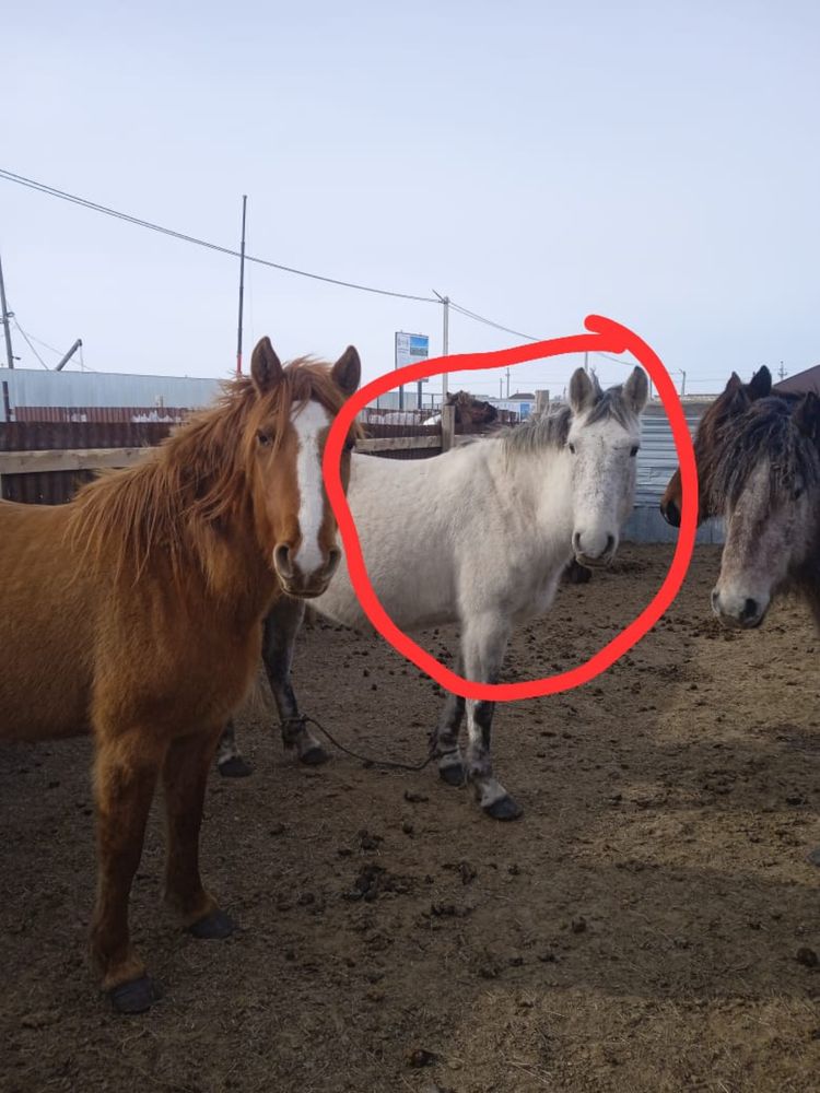 Продам кобылу с жеребенком