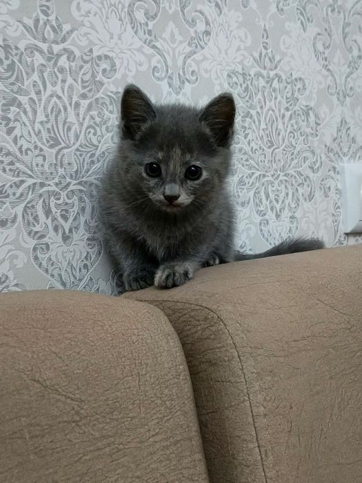Срочно продается котенок!