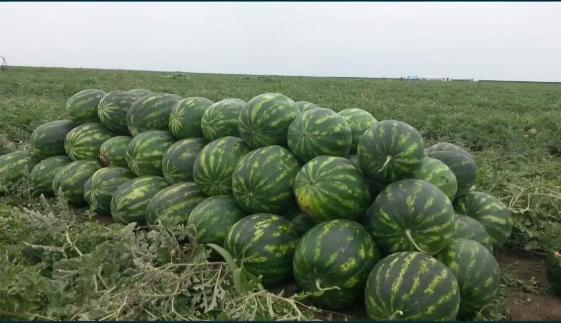 Pepeni Gheorghe Doja
