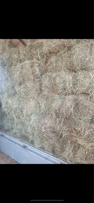 Lucerna , paie, fan , miriste calitatea 1