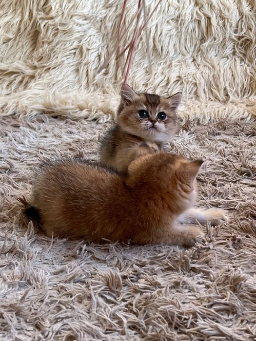 Продаётся Чистокровный Шотландский залатистий шиншила