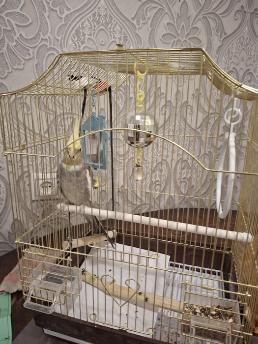 Продам попугая, в связи с переездом