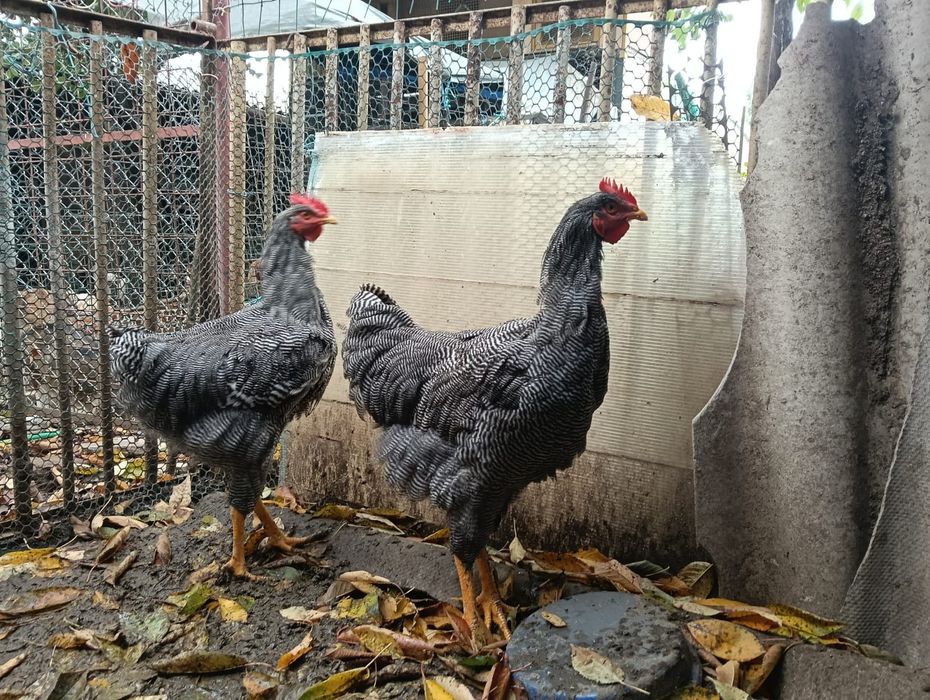Cocoși tineri din rasa Plymouth rock barat