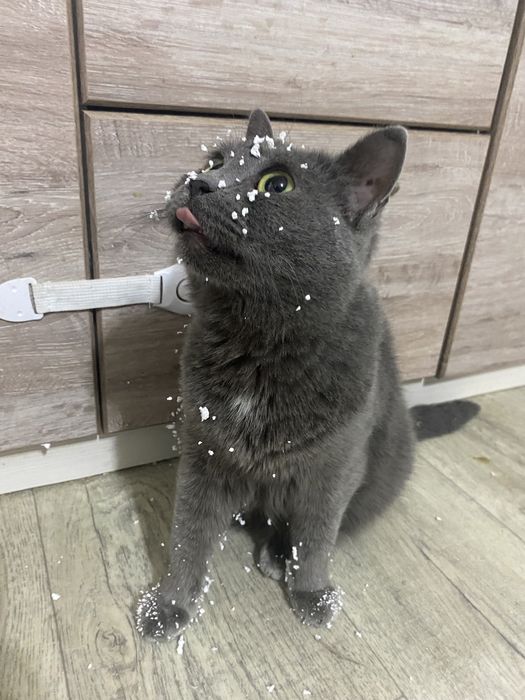 Девочки из приюта ищут дом .