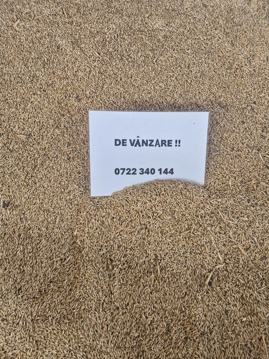 Vând orz  1 lei/ kg  . Ovăz 1,5 / kg