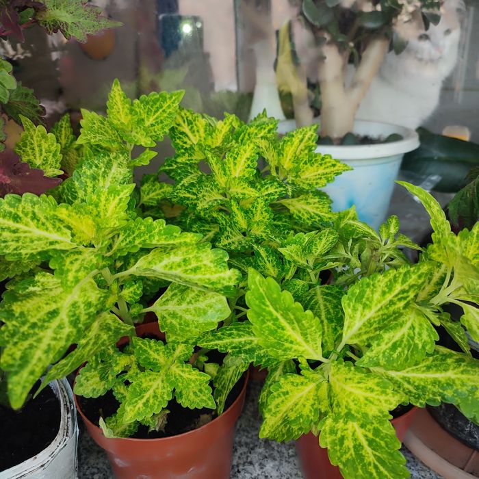 Комнатные растения