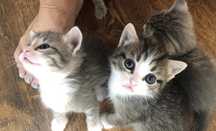 Продам красивых котят