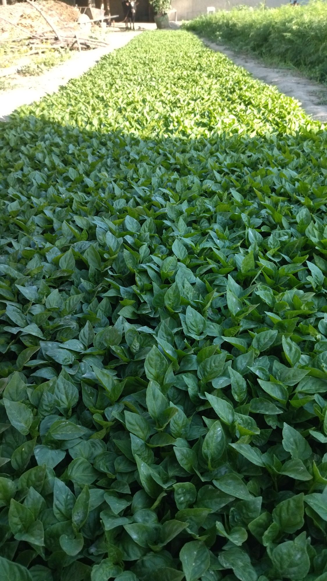 Balgar koʻchatlari