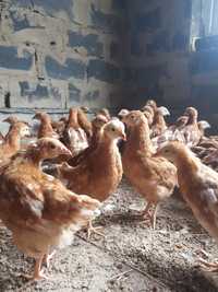 Продам цыплят ломан браун  вокценированые цена
