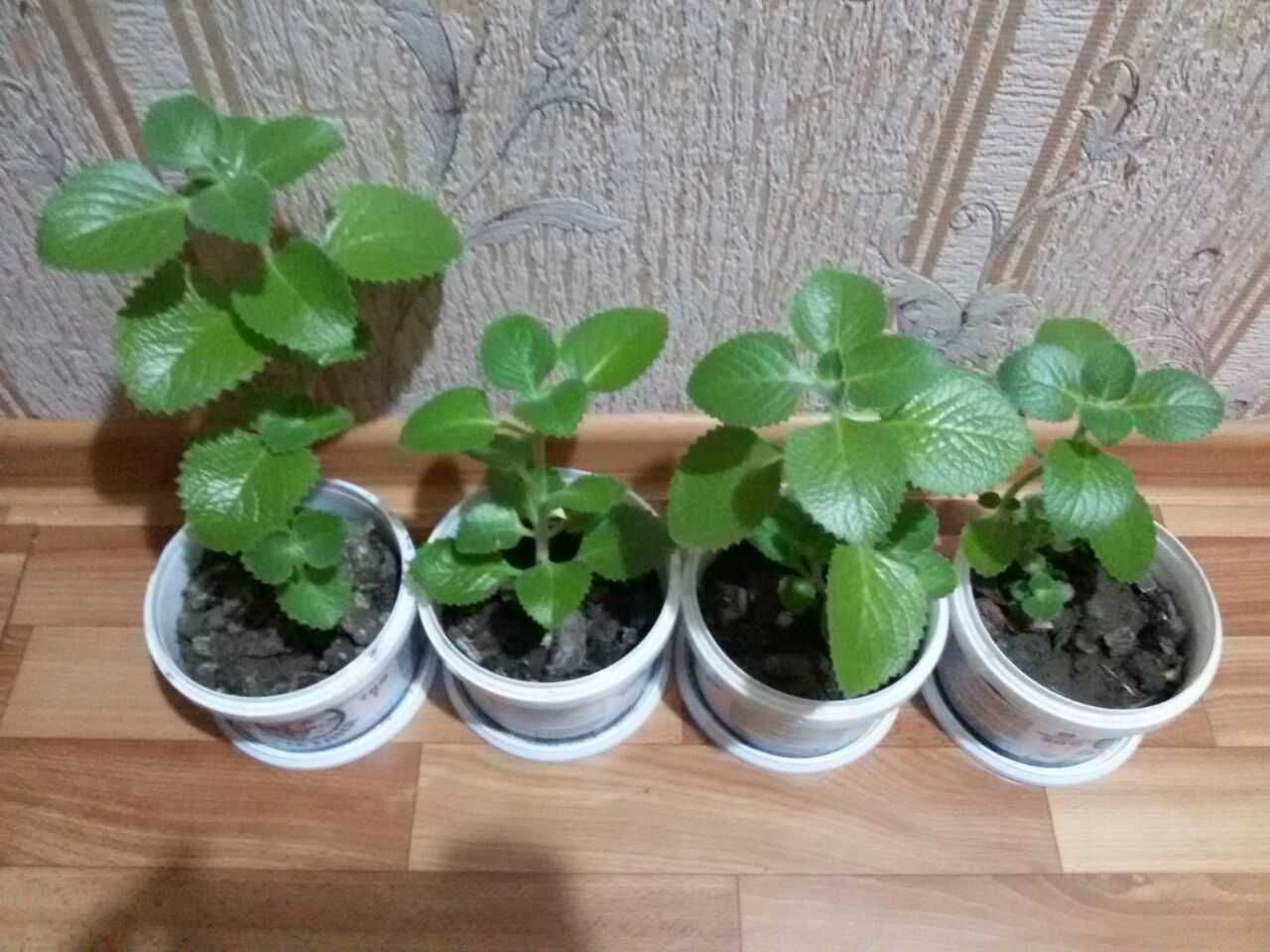 комнатные цветы растения