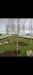 COPACI ORNAMENTALI mestecan/tei/platan/plop/frasin