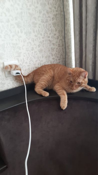 Отдам кота в хорошие руки (4 года)