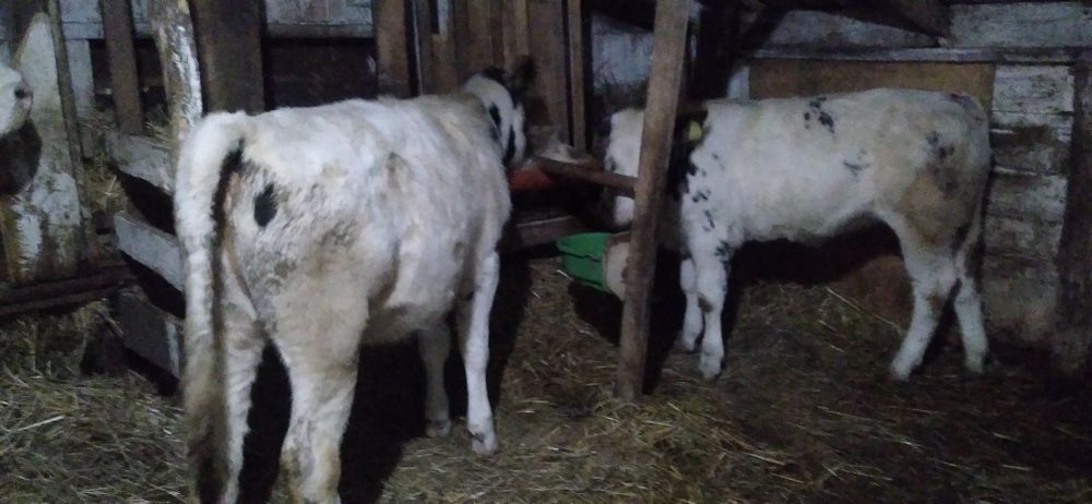 Vițele belgă de Vînzare