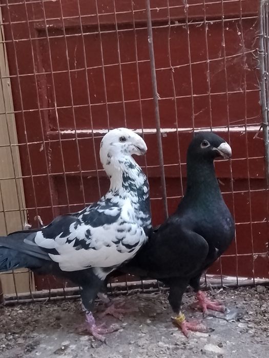 10 germani la ofertă