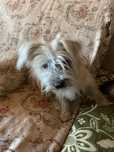 Catei pt adoptie