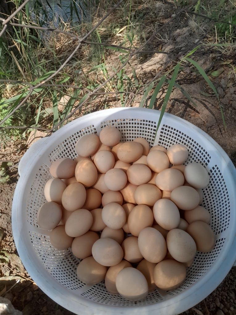 Dala tuhumi sotiladi