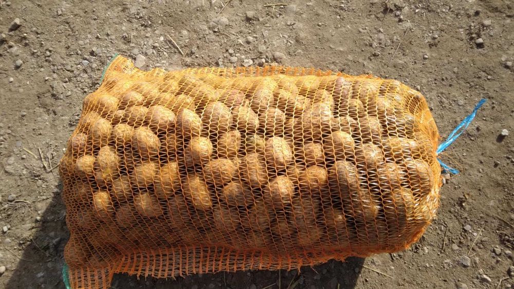 Vand cartofi samanta alb pentru animale