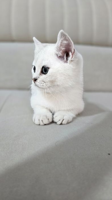 Toza qon Britan seribristiy shinshila sotladi ug'il va qiz