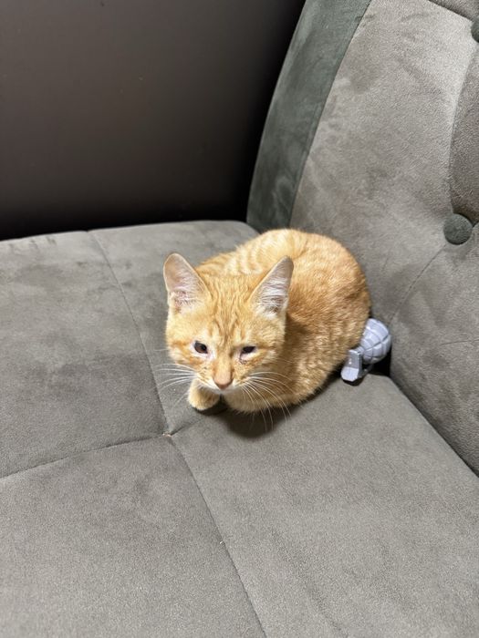 Отдам милого котеночка