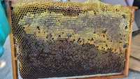 Miere de albine de salcam