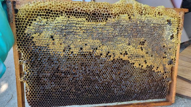 Miere de albine de salcam