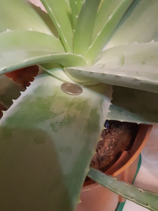 Жапырак листья алоэ 7 жылдык алое