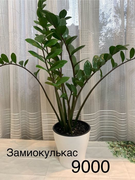 Комнатные  цветы